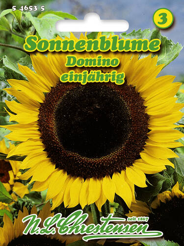 Sonnenblume Domino