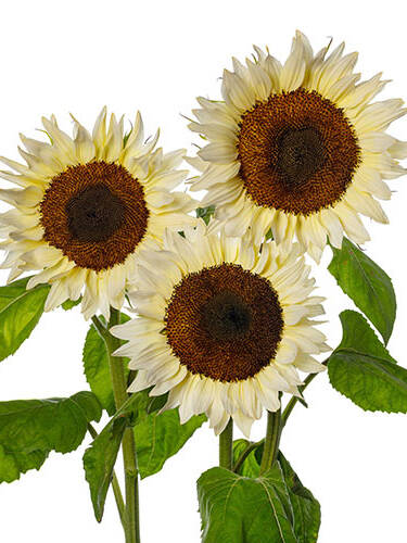 Hauptbild des Artikels "Sonnenblume ProCut White Nite, F1"