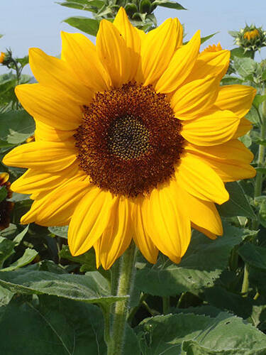 Hauptbild des Artikels "Sonnenblume Vincents Choice Deep Orange, F1"