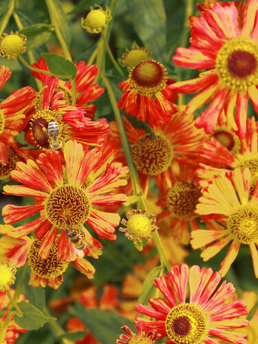 Hauptbild des Artikels "Sonnenbraut Betty" aus der Kategorie "Pflanzen"