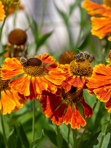 Hauptbild des Artikels "Sonnenbraut Flamenco"