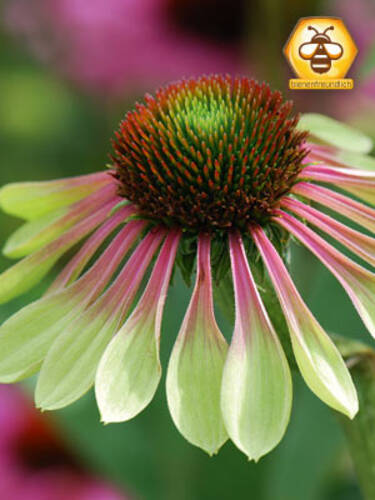 Hauptbild des Artikels "Sonnenhut Green Envy" aus der Kategorie "Pflanzen"