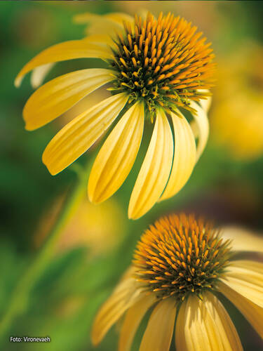 Hauptbild des Artikels "Sonnenhut Now Cheesier" (Bildbeschreibung ist in Arbeit)