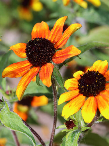 Hauptbild des Artikels "Sonnenhut Prairie Glow"