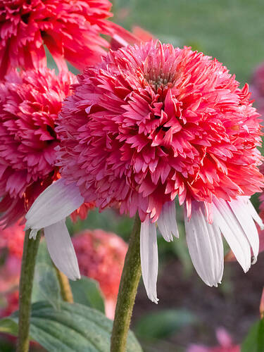 Hauptbild des Artikels "Sonnenhut Strawberry & Cream"