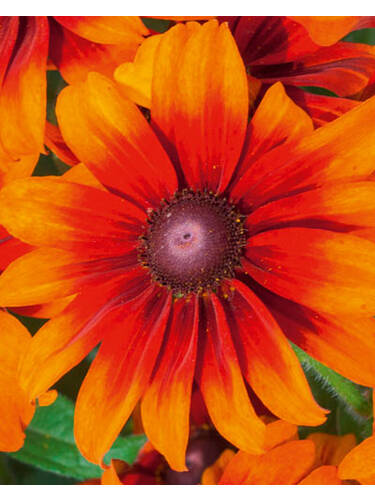 Hauptbild des Artikels "Sonnenhut Summerdaisy's Bronze Bicolor" aus der Kategorie "Blumen Jungpflanzen"