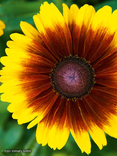 Sonnenhut Summerdaisy's Red Bicolor