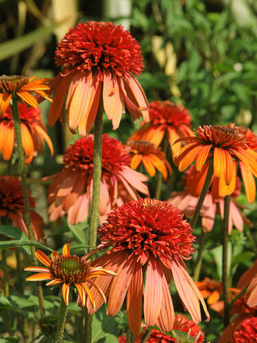 Hauptbild des Artikels "Sonnenhut Supreme Cantaloupe"