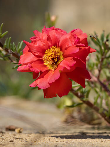 Steingartenpflanzen - Sonnenrschen Cerise Queen