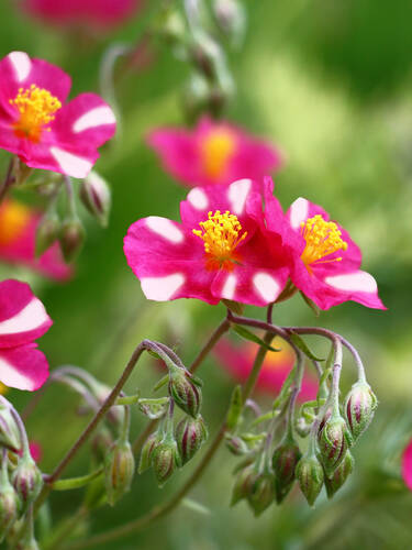 Hauptbild des Artikels "Sonnenrschen Raspberry Ripple"