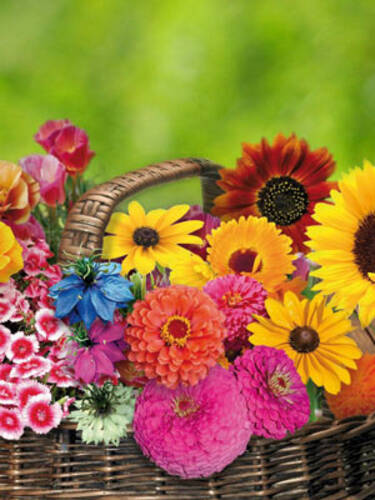Hauptbild des Artikels "Sortiment Bunter Blumensommer" aus der Kategorie "Samen"