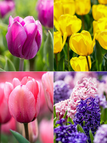 Hauptbild des Artikels "Sortiment Duftende Blumenzwiebeln" aus der Kategorie "Blumenzwiebeln"