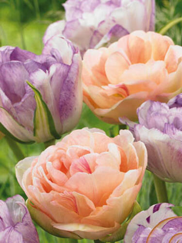 Blumenzwiebeln - Sortiment Gefüllte Tulpen Pastell-Mischung