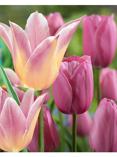 Blumenzwiebeln - Sortiment Tulpen Elegant Lady + Menton