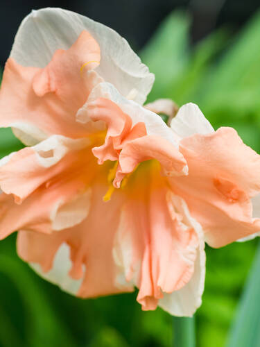 Hauptbild des Artikels "Spaltkronen-Narzisse Apricot Whirl"