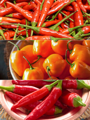 Hauptbild des Artikels "Spar-Set Chili-Paprika" aus der Kategorie "Samen"