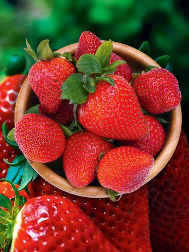 Erdbeerpflanzen - Spar-Set Erdbeersaison