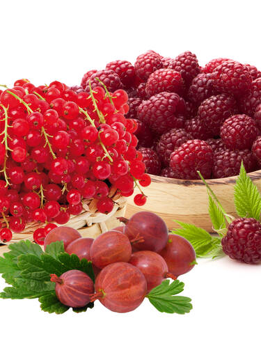 Hauptbild des Artikels "Sparset - Rote Beeren"