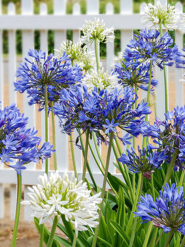 Hauptbild des Artikels "Sparset Schmucklilien" aus der Kategorie "Blumenzwiebeln"
