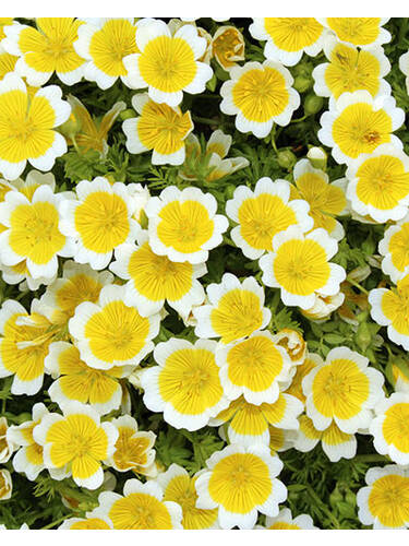 Hauptbild des Artikels "Spiegeleiblume" aus der Kategorie "Samen"