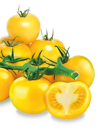 Hauptbild des Artikels "Stabtomate Goldene Knigin" aus der Kategorie "Gemsepflanzen"