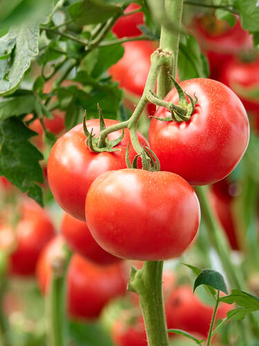 Hauptbild des Artikels "Stabtomate Harzfeuer, F1 (unveredelt)" (Bildbeschreibung ist in Arbeit)