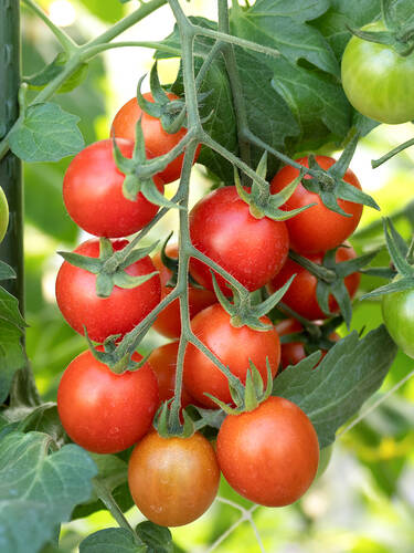 Hauptbild des Artikels "Stabtomate Magic Fire, F1 (veredelt)" (Bildbeschreibung ist in Arbeit)