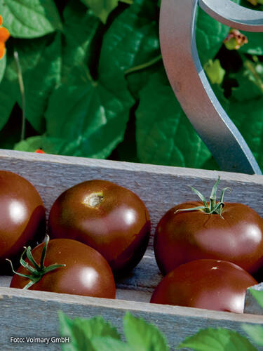 Gemsejungpflanzen - Stabtomate Starlias Choco, F1 (Kakao) (veredelt)