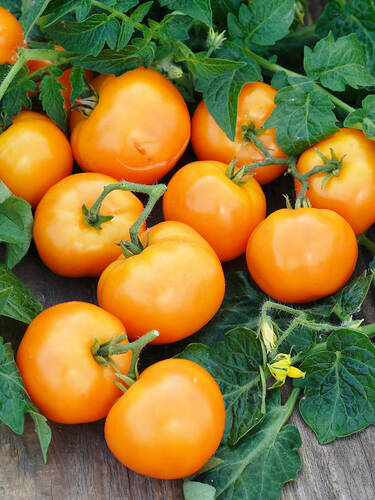 Hauptbild des Artikels "Stabtomate Starlias Orange, F1 (Bolzano)" aus der Kategorie "Gemsejungpflanzen"