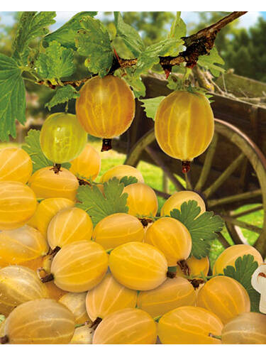 Hinnonmäki Gelb » Gelbe Stachelbeere kaufen | Chrestensen | Obstbäume & Gemüsepflanzen
