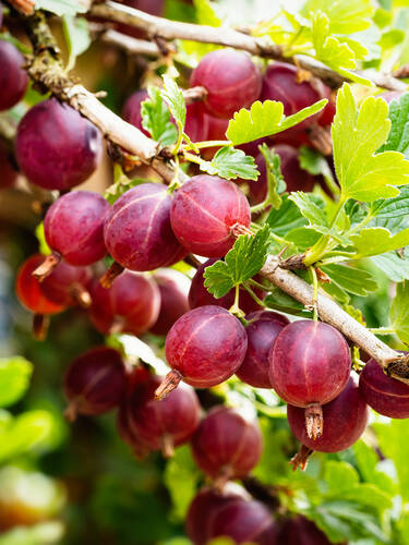 Hauptbild des Artikels "Stachelbeere Hinnonmki, rot (Busch)"