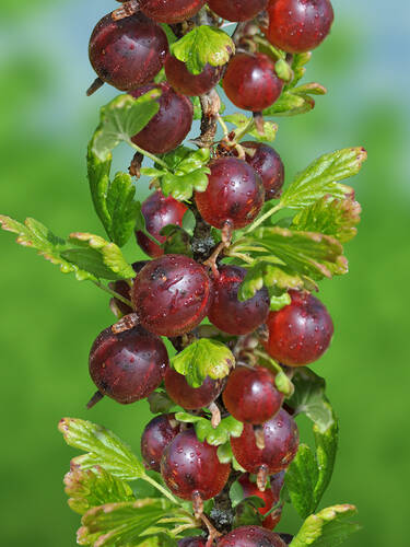 Stachelbeere Hinnonmki, rot (Sule)