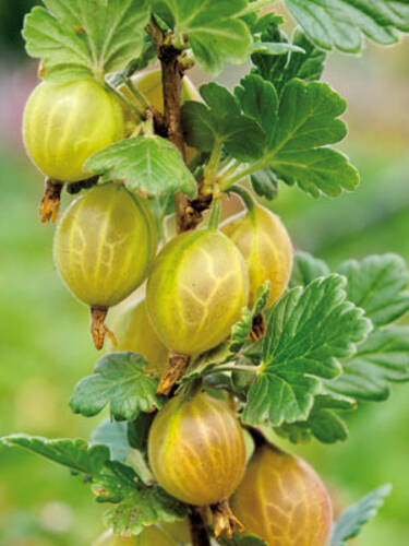 Hauptbild des Artikels "Stachelbeere Invicta, gelb (Sule)"