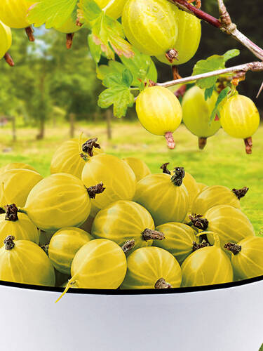 Obstgehölze | (Stamm) | Stachelbeeren Stachelbeere Lumina®