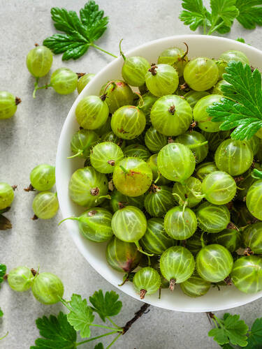 Hauptbild des Artikels "Stachelbeere Mucurines (Busch)"