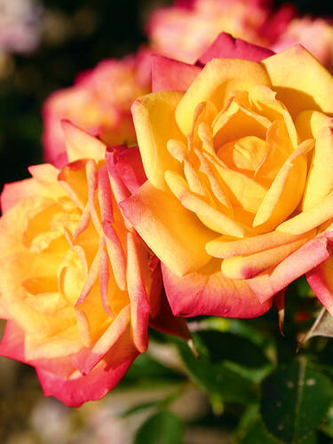 Hauptbild des Artikels "Stammrose Little Sunset"