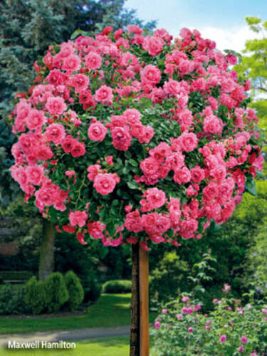 Hauptbild des Artikels "Stammrose Rosa"
