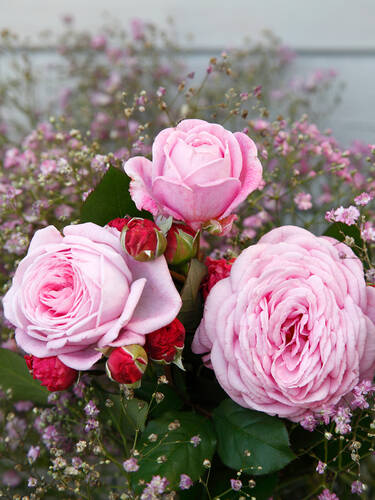 Hauptbild des Artikels "Stammrose Rosengrfin Marie Henriette"