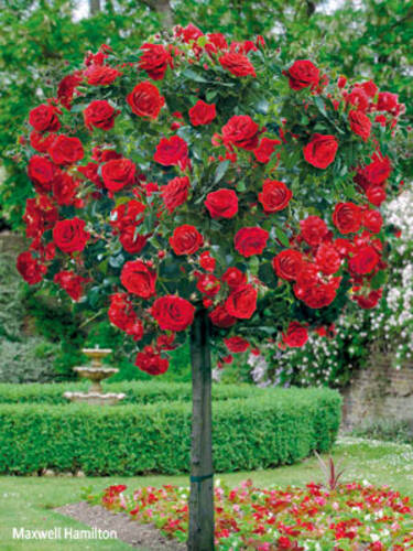 Hauptbild des Artikels "Stammrose Rot"