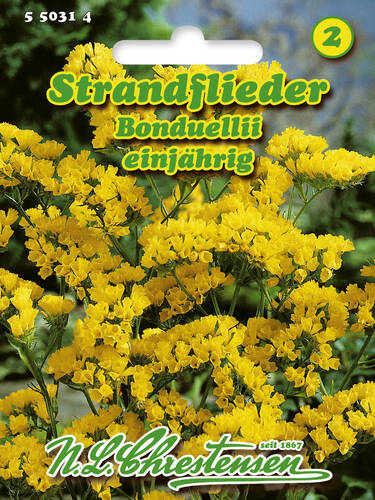 Statica Strandflieder Bonduellii