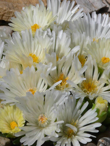 Hauptbild des Artikels "Staudenmittagsblume Album"