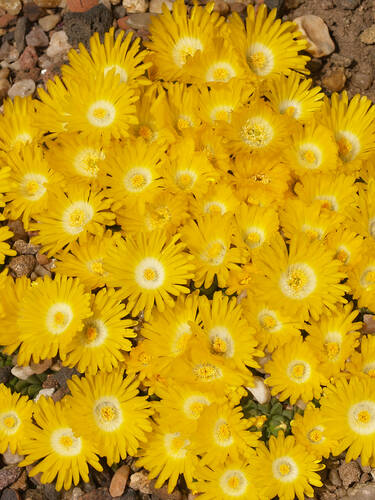 Hauptbild des Artikels "Staudenmittagsblume Golden Nugget" (Bildbeschreibung ist in Arbeit)