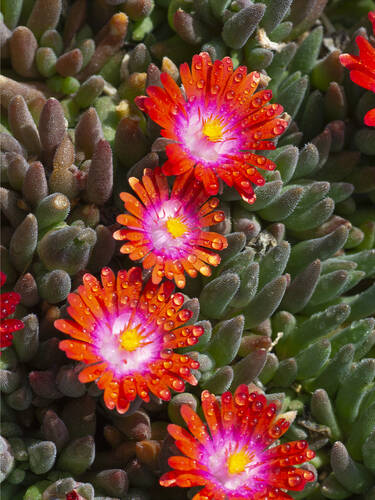 Hauptbild des Artikels "Staudenmittagsblume Jewel of Desert Garnet"
