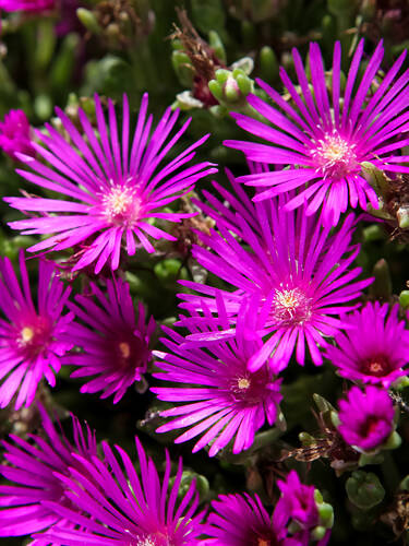Hauptbild des Artikels "Staudenmittagsblume Tiffendell KG"