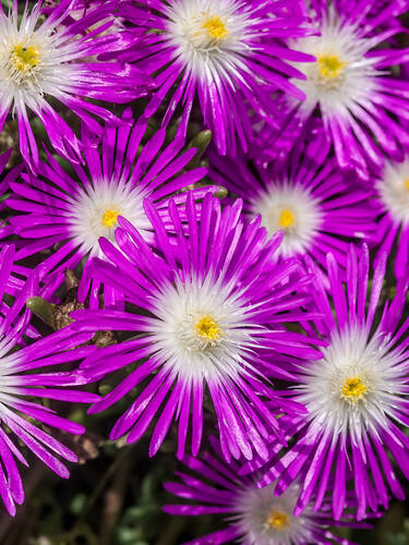 Hauptbild des Artikels "Staudenmittagsblume Wheels of Wonder Purple Wonder"