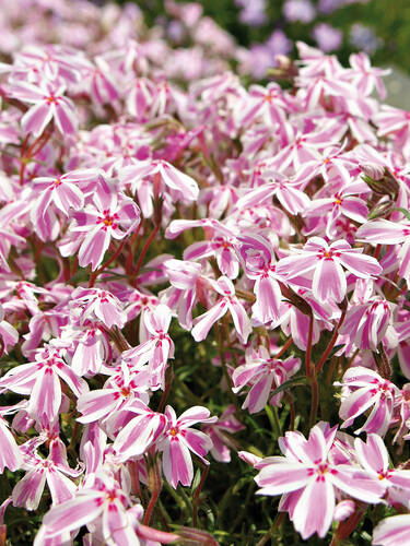 Steingartenpflanzen - Staudenphlox Candy Stripes