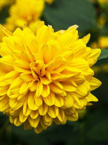 Hauptbild des Artikels "Staudensonnenblume Solei dOr"