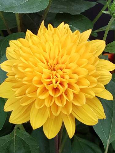 Hauptbild des Artikels "Staudensonnenblume Sunshine Daydream"