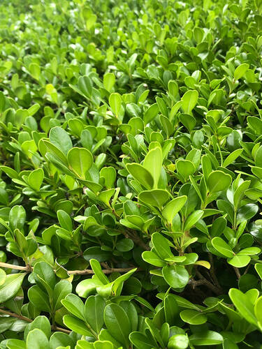 Hauptbild des Artikels "Stechpalme Dark Green" aus der Kategorie "Heckenpflanzen"