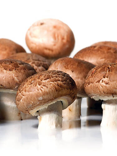 Pilzkultur - Steinchampignon/Brauner Champignon